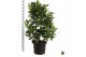 Ficus cyathistipula Ficus Cyathistipula vertakt 1 pp 