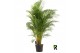 Dypsis lutescens Dypsis lutescens 1 pp 