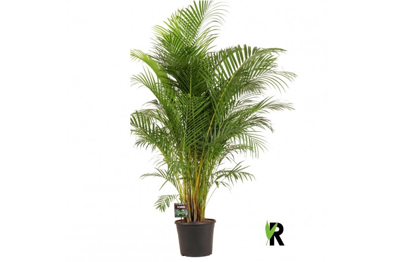 Dypsis lutescens Dypsis lutescens 1 pp 