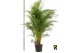 Dypsis lutescens Dypsis lutescens 1 pp 