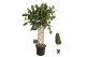 Ficus benghalensis audrey Ficus bengh. Audrey gevlochten mat 1 pp 1 ta 