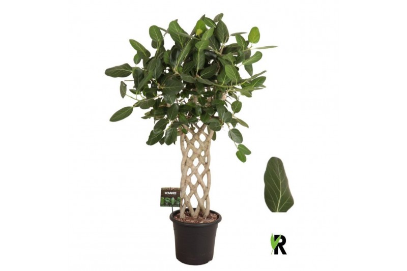 Ficus benghalensis audrey Ficus bengh. Audrey gevlochten mat 1 pp 1 ta 