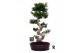 Ficus microcarpa ginseng Ficus micr. S-type in keramiek ovaal schaal m 