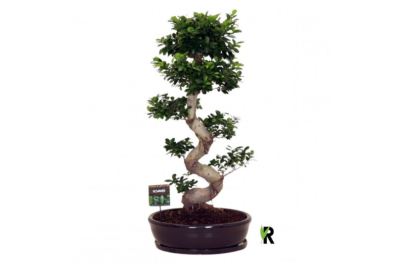 Ficus microcarpa ginseng Ficus micr. S-type in keramiek ovaal schaal m 