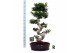 Ficus microcarpa ginseng Ficus micr. S-type in keramiek ovaal schaal m 