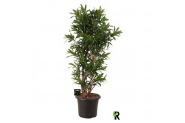 Dracaena reflexa Dracaena reflexa vertakt 1 pp