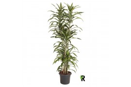 Dracaena fragr. der. lemon lime Dracaena fragr. Lemon Lime carrousel 4