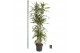 Dracaena fragr. der. lemon lime Dracaena fragr. Lemon Lime carrousel 4 