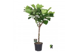 Ficus lyrata Ficus Lyrata op stam 1 pp