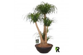 Beaucarnea recurvata Beaucarnea rec. vertakt 3 tak/plnt 1 pp