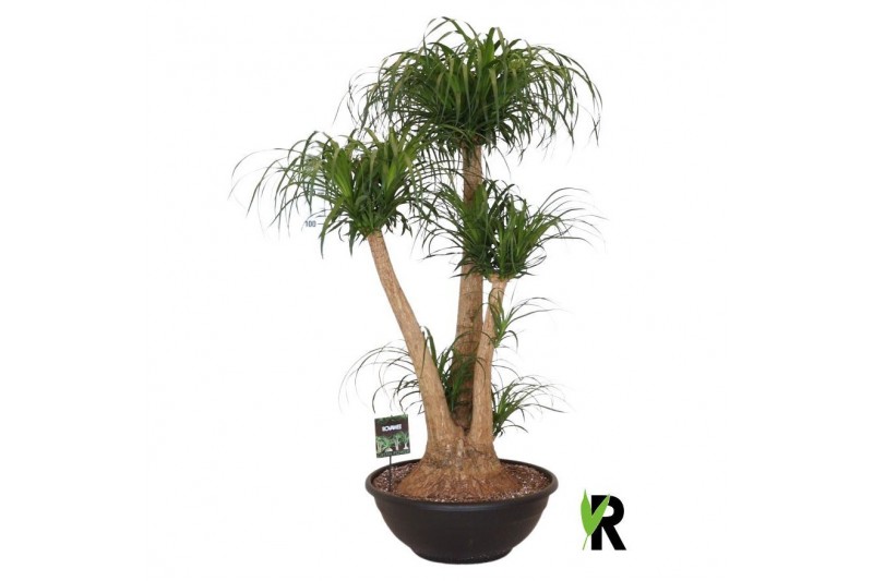 Beaucarnea recurvata Beaucarnea rec. vertakt 3 tak/plnt 1 pp 
