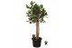 Ficus benghalensis audrey Ficus bengh. Audrey XL op stam 1 pp 1 tak/pl 