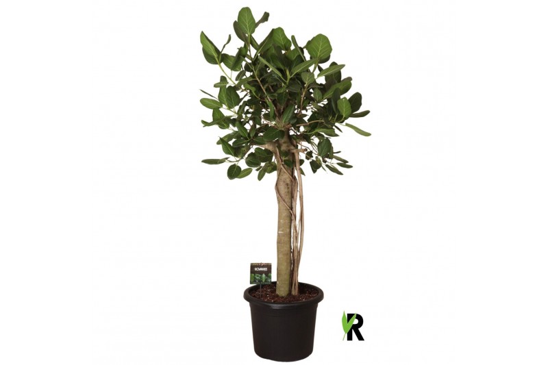 Ficus benghalensis audrey Ficus bengh. Audrey XL op stam 1 pp 1 tak/pl 