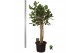Ficus benghalensis audrey Ficus bengh. Audrey XL op stam 1 pp 1 tak/pl 
