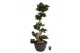 Ficus microcarpa ginseng Ficus micr. S-type in kunststof sierpot 1 pp 