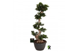 Ficus microcarpa ginseng Ficus micr. S-type in kunststof sierpot 1 pp