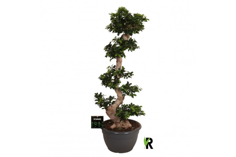 Ficus microcarpa ginseng Ficus micr. S-type in kunststof sierpot 1 pp 