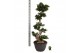 Ficus microcarpa ginseng Ficus micr. S-type in kunststof sierpot 1 pp 
