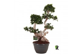 Ficus microcarpa ginseng Ficus micr. Dragon root branched 1 pp