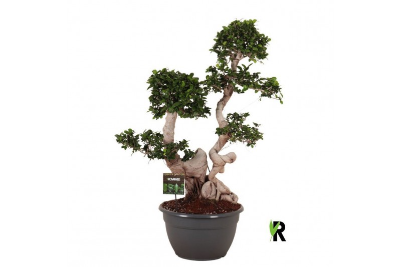 Ficus microcarpa ginseng Ficus micr. Dragon root branched 1 pp 