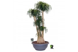 Beaucarnea recurvata Beaucarnea rec. vertakt ** 3 op dubbele cc 3 tak/