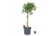 Ficus benghalensis audrey Ficus bengh. Audrey op stam 1 pp 1 tak/plnt 