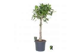 Ficus benghalensis audrey Ficus bengh. Audrey op stam 1 pp 1 tak/plnt