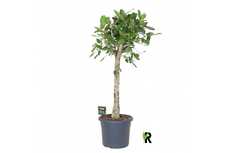 Ficus benghalensis audrey Ficus bengh. Audrey op stam 1 pp 1 tak/plnt 