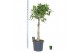 Ficus benghalensis audrey Ficus bengh. Audrey op stam 1 pp 1 tak/plnt 