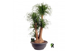 Beaucarnea recurvata Beaucarnea rec. vertakt **2 op dubb.cc 3 tak/plnt