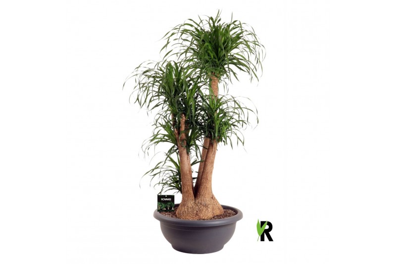 Beaucarnea recurvata Beaucarnea rec. vertakt **2 op dubb.cc 3 tak/plnt 