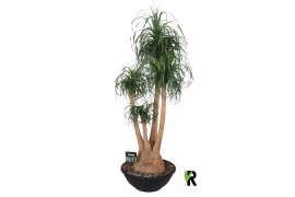Beaucarnea recurvata Beaucarnea rec. vertakt 3 tak/plnt 1 pp
