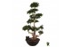 Ficus microcarpa ginseng Ficus micr. Multi Branched 1 pp 