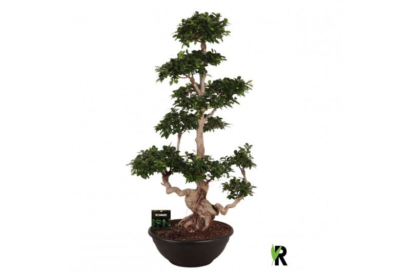 Ficus microcarpa ginseng Ficus micr. Multi Branched 1 pp 
