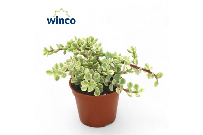 Portulacaria afra variagata Crassula Afra Variegata 