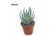 Aloe humilis 