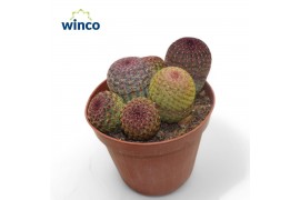 Echinocactus Echinocereus Rubrispinus (group)