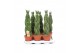 Sansevieria cylindrica Sansevieria Twister8 pp 