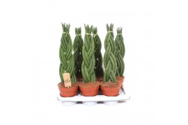 Sansevieria cylindrica Sansevieria Twister8 pp