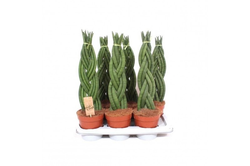 Sansevieria cylindrica Sansevieria Twister8 pp 