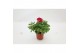 Ranunculus asiaticus sprinkles dwarf mix Ranunculus Sprinkles Mix1 pp 