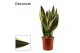Sansevieria trifasciata Sansevieria Night Shade 17 cm (Decorum) 