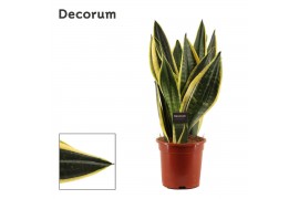 Sansevieria trifasciata Sansevieria Night Shade 17 cm (Decorum)