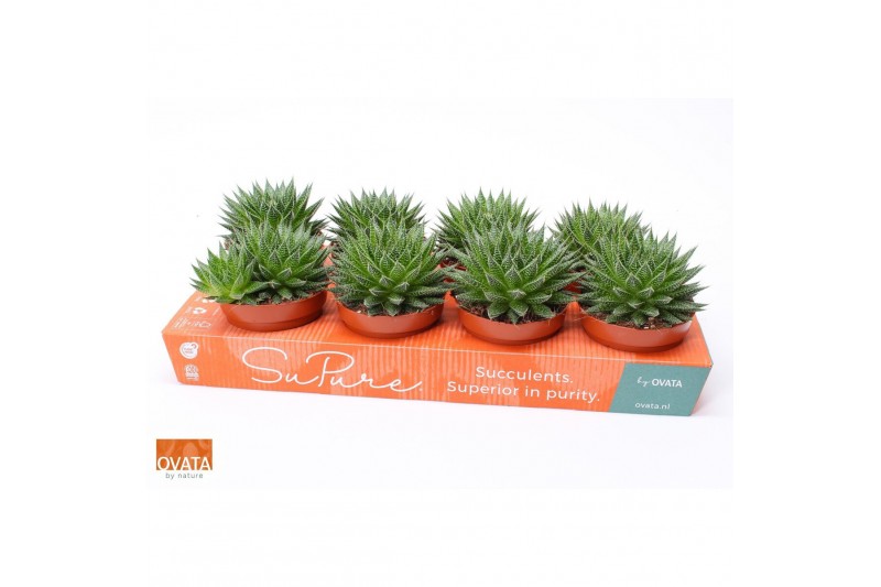 Aloe aristata magic Aloe aristata magic 12 