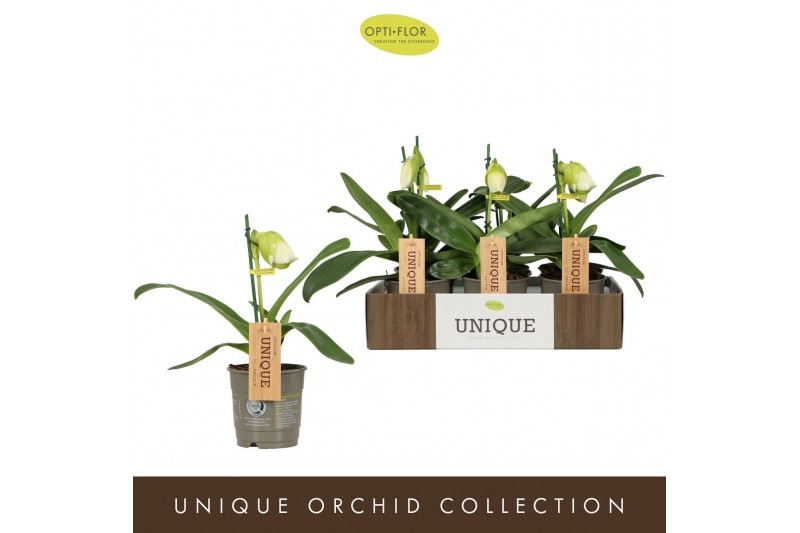 Paphiopedilum Paphiopedilum Zoe1 bl. 500 1 tak/plnt 