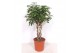 Schefflera arboricola compacta Schefflera arboricola Compacta10 pp 