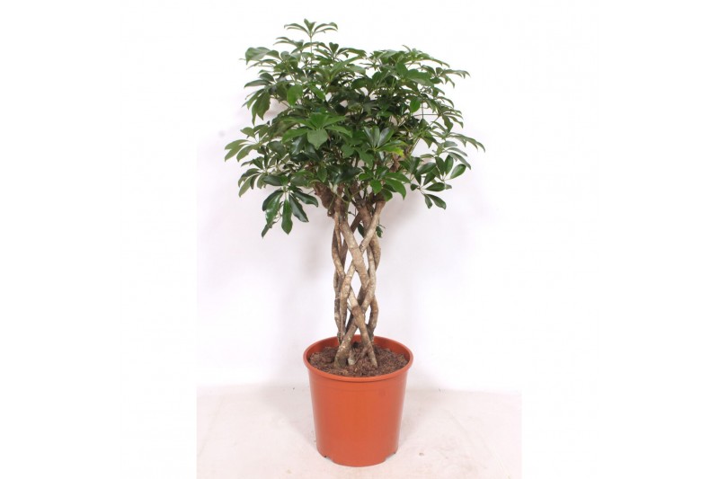 Schefflera arboricola compacta Schefflera arboricola Compacta10 pp 