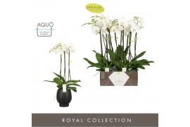 Phalaenopsis wit Bijoux Crystal 3 spike in Abruzzo Black Aquo 24 bl. 3