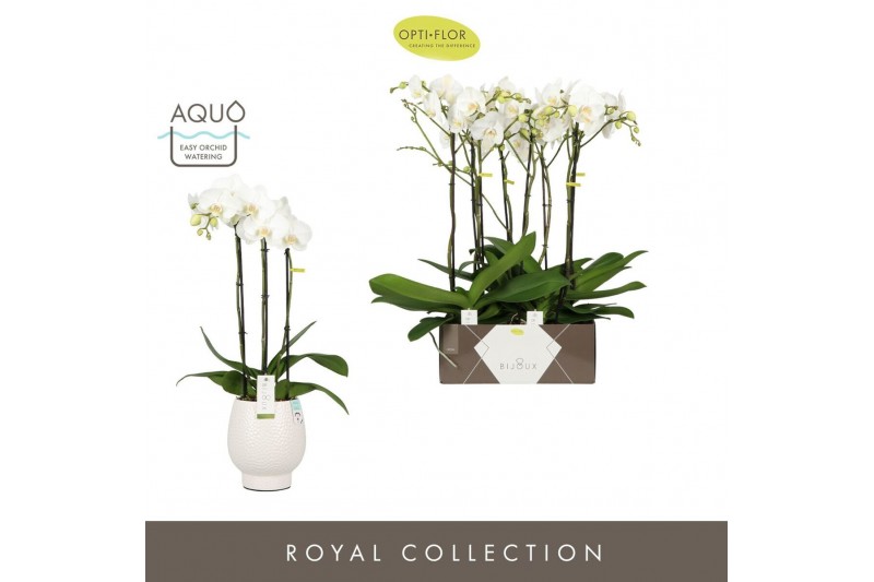 Phalaenopsis wit Bijoux Crystal 3 spike in Abruzzo White Aquo 24 bl. 3 