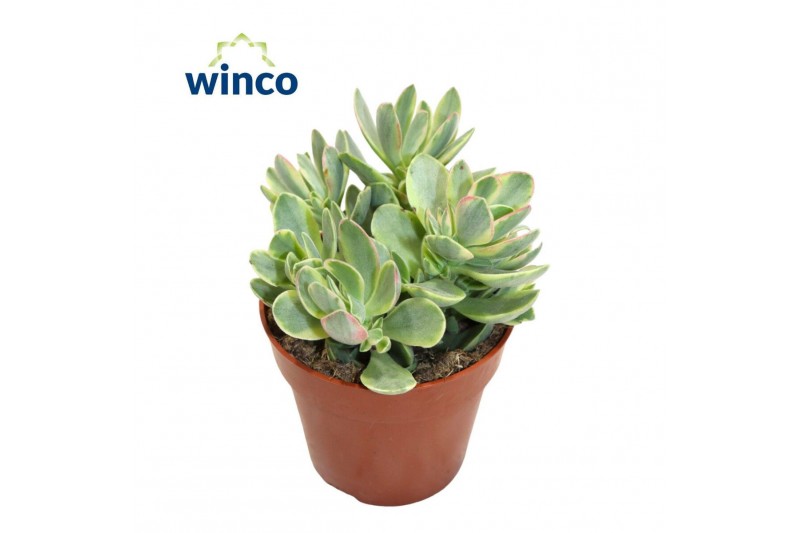 Crassula ovata variegata Crassula Rusby Variegata 